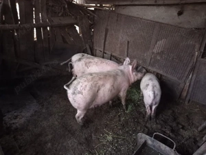 Porci rasă Marele Alb și Pietrar - imagine 3