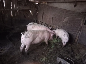 Porci rasă Marele Alb și Pietrar - imagine 2