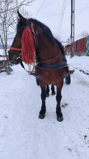 de vânzare să știi armăsar de șase ani - imagine 3