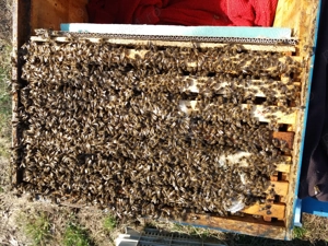 Familii de albine de vanzare 