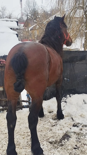 de vânzare să știi armăsar de șase ani - imagine 5