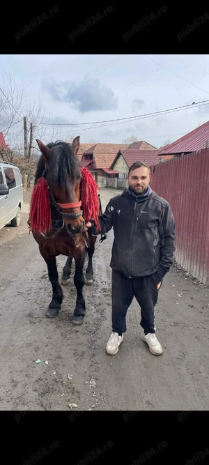 de vânzare să știi armăsar de șase ani - imagine 4