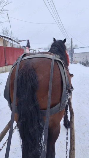 de vânzare să știi armăsar de șase ani