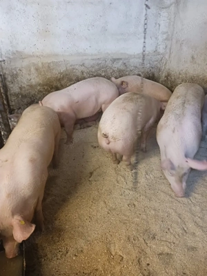 purcei. soldani . porci mari - imagine 2