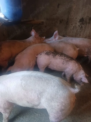 vând soldani de carne diferite mărimi 