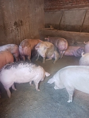 vând soldani de carne diferite mărimi  - imagine 2