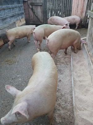 vând porci de carne. 9 lei kg