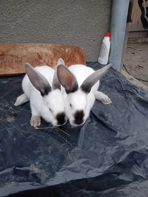 Vand iepuri UT - imagine 2