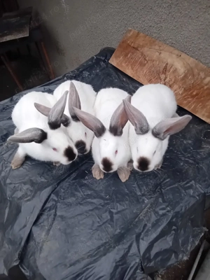 Vand iepuri UT - imagine 3