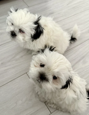 Shih Tzu Mini Toy - imagine 3