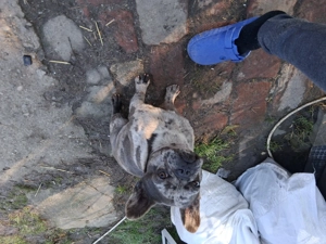 Bulldog francez merle de vanzare  - imagine 2