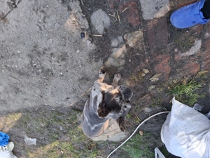 Bulldog francez merle de vanzare  - imagine 3