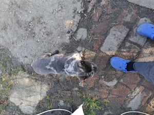 Bulldog francez merle de vanzare  - imagine 4