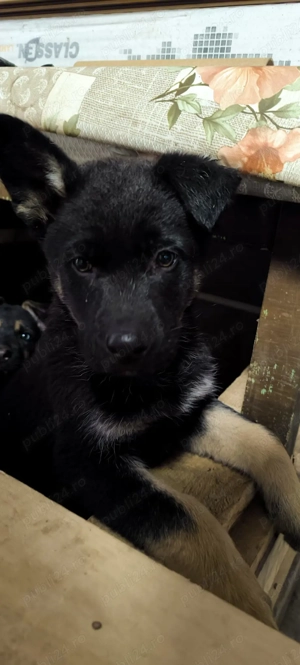 Pui Ciobanesc German - imagine 3