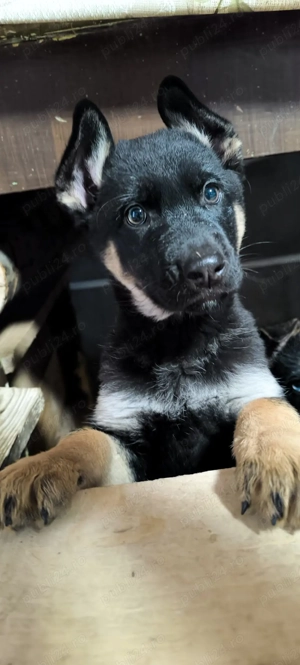 Pui Ciobanesc German - imagine 4