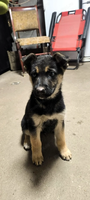 Pui Ciobanesc German - imagine 5