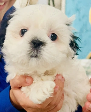 Shih Tzu Mini Toy