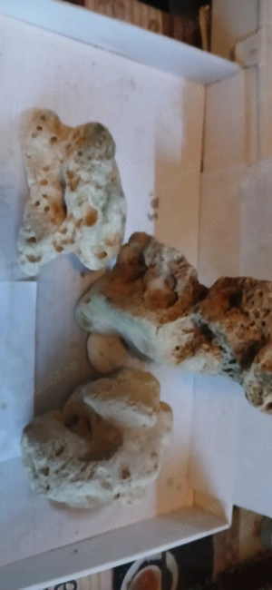 acvaristică - imagine 4