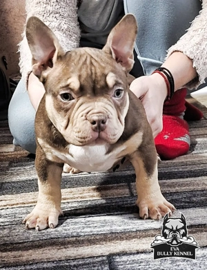 American buly pocket - imagine 5