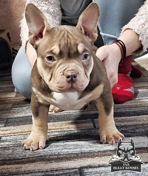 American buly pocket - imagine 4