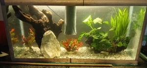 acvaristică - imagine 3