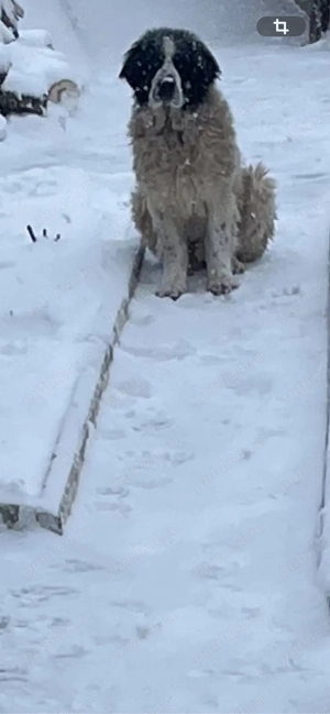 Ciobanesc de bucovina 6 luni