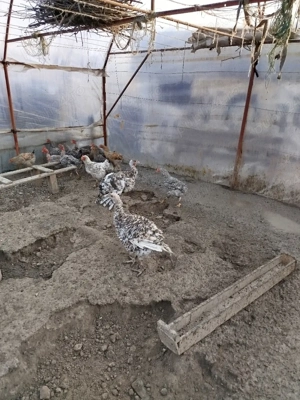 vind curci si cocosi de tara - imagine 3