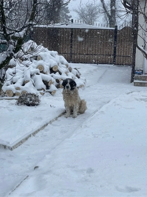 Ciobanesc de bucovina 6 luni - imagine 4