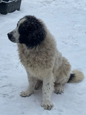 Ciobanesc de bucovina 6 luni - imagine 3