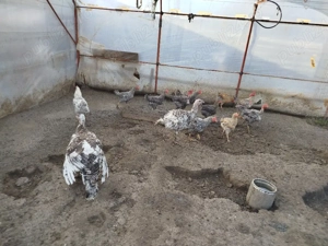 vind curci si cocosi de tara