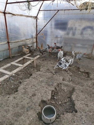 vind curci si cocosi de tara - imagine 2