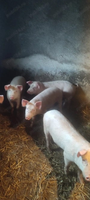 Soldani de vinzare marele alb  - imagine 2