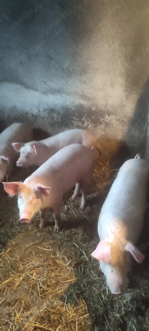 Soldani de vinzare marele alb 