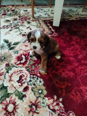 Cavapoo Fetita siBaeti disponibil - imagine 3