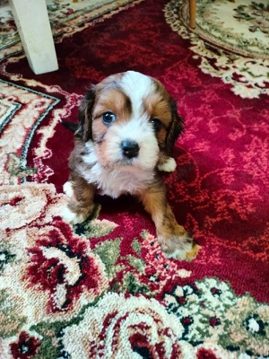 Cavapoo Fetita siBaeti disponibil - imagine 5