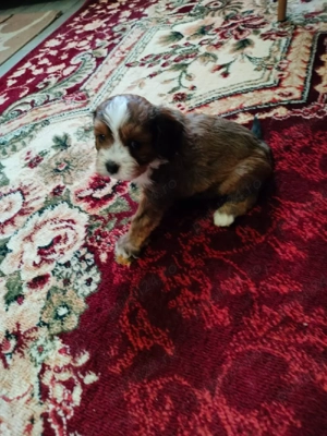 Cavapoo Fetita siBaeti disponibil - imagine 2