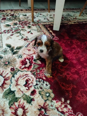 Cavapoo Fetita siBaeti disponibil - imagine 4