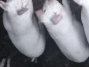 Grasuni rasa de carne