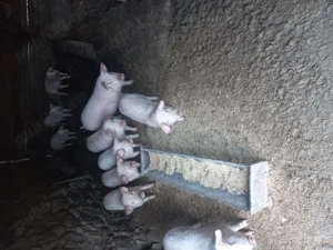 Grasuni rasa de carne - imagine 2