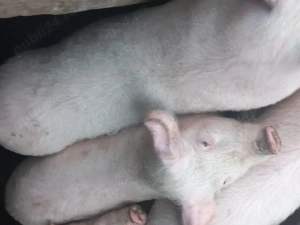 Grasuni rasa de carne - imagine 3