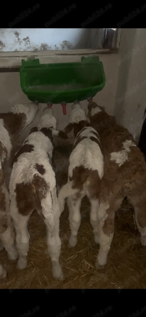 Vând 7 viței ! 6 tăurași și o vițica!