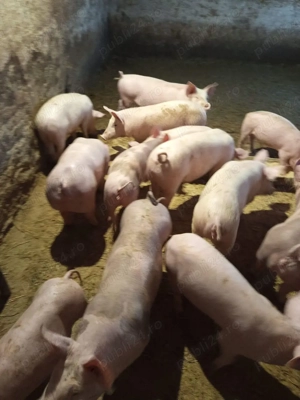 vand purcei de la 30 -45kg rasa petrain,marele alb cu petrain,pic cu petrain ,pret 600-900 buc  - imagine 2