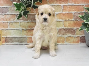 Bichon havanez 350 lei - imagine 2