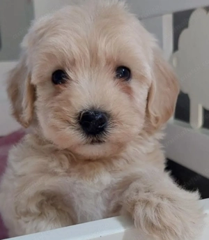 Bichon havanez 350 lei