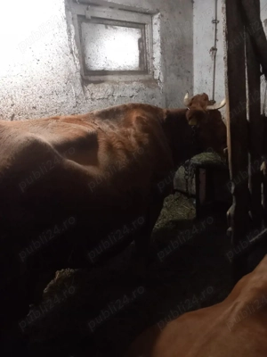 vaci bălțate românească  - imagine 2