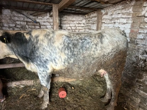 junica belgiana gestanta  - imagine 3