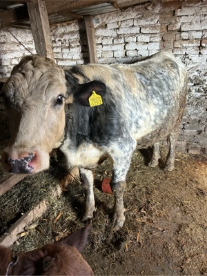 junica belgiana gestanta  - imagine 2