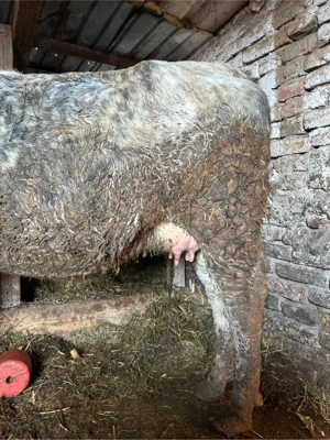 junica belgiana gestanta  - imagine 4