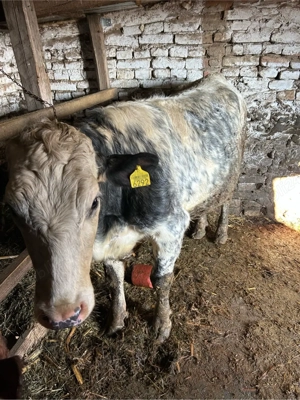 junica belgiana gestanta  - imagine 5