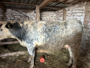 junica belgiana gestanta 